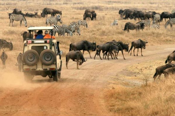 Wildlife Safaris in Tanzania