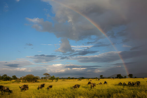 Tanzania safaris Tanzania safaris