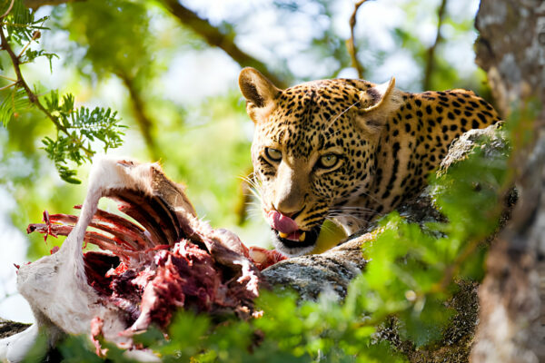 tanzani private safari tanzani private safari
